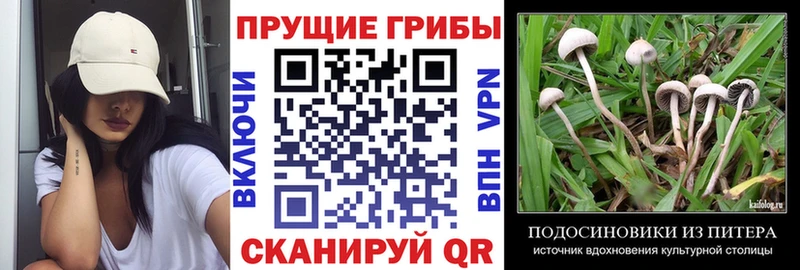 Псилоцибиновые грибы прущие грибы  Енисейск 